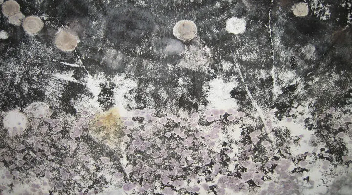 How Do You Detect Black Mold In A House?