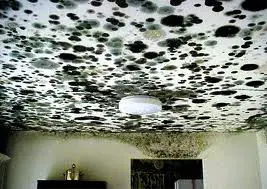 Black Mold In Homes