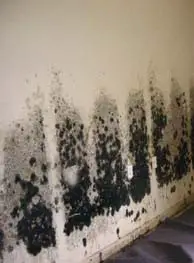  Black Mold on wall