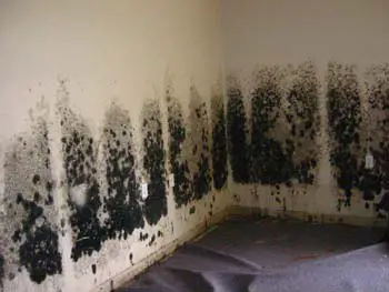 What is Flood Remediation? - Black Mold on wall