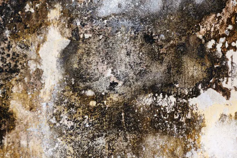 How Do You Detect Black Mold In A House?
