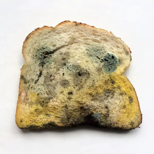 Mold on Food - bread mold