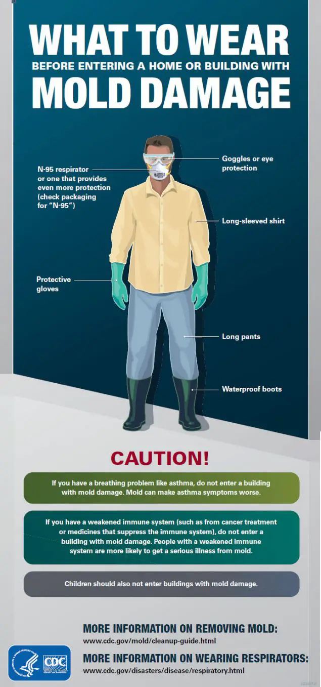 what to wear for dealing with mold damage