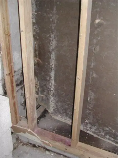 mold in wall cavity