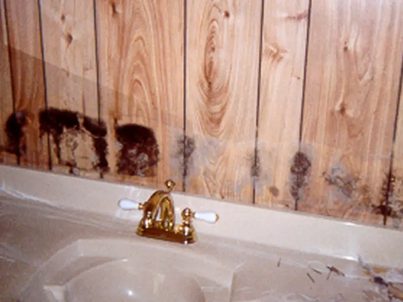 How to Remove Mold - mold on bathroom paneling