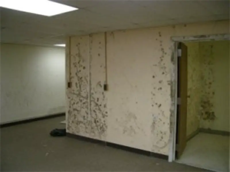 The Role of Professionals in Mold Remediation