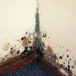 Getting Rid Of Black Mold On Drywall -Should You Remove Drywall With Mold?