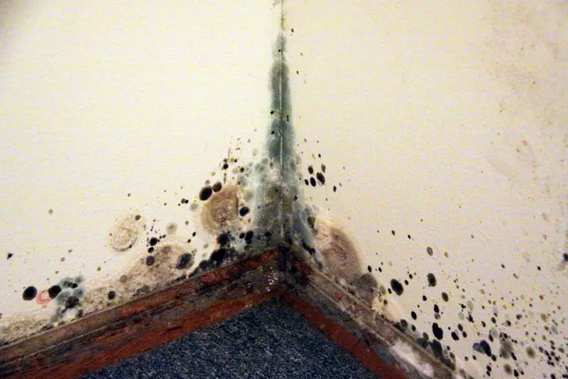 Should You Remove Drywall With Mold?