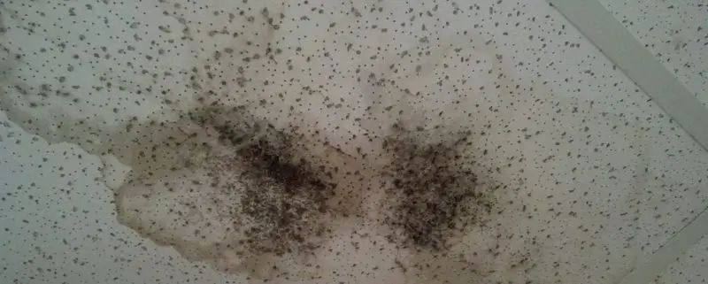 Getting Rid Of Mold On The Ceiling
