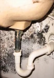 Mold On Drywall underneath sink