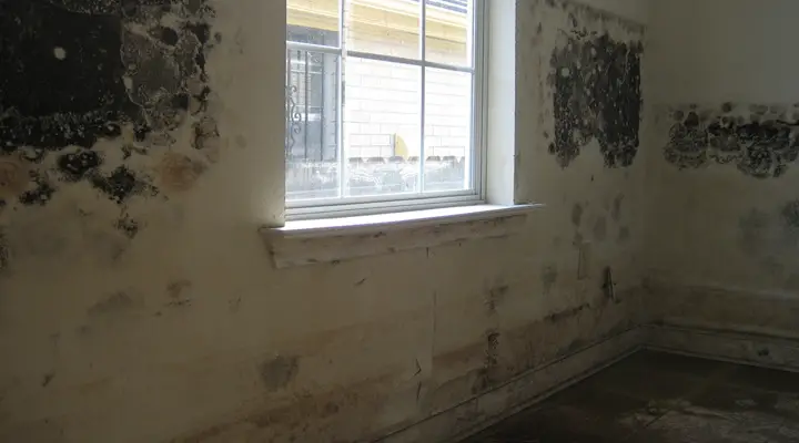 How To Get Rid Of Black Mold In Your House
