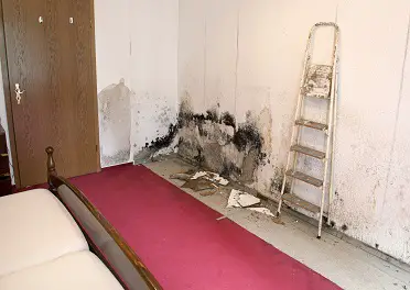 wallpaper in the living room full of mold