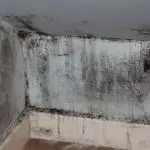 Get Rid Of Mold In The House