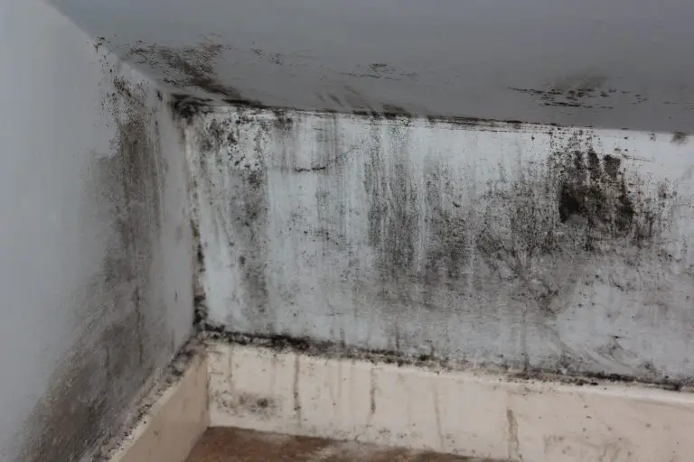 Get Rid Of Mold In The House